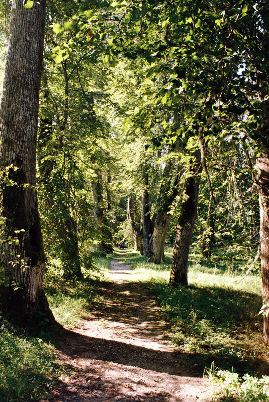 Аллея Анны Керн - Олег Зоркий
