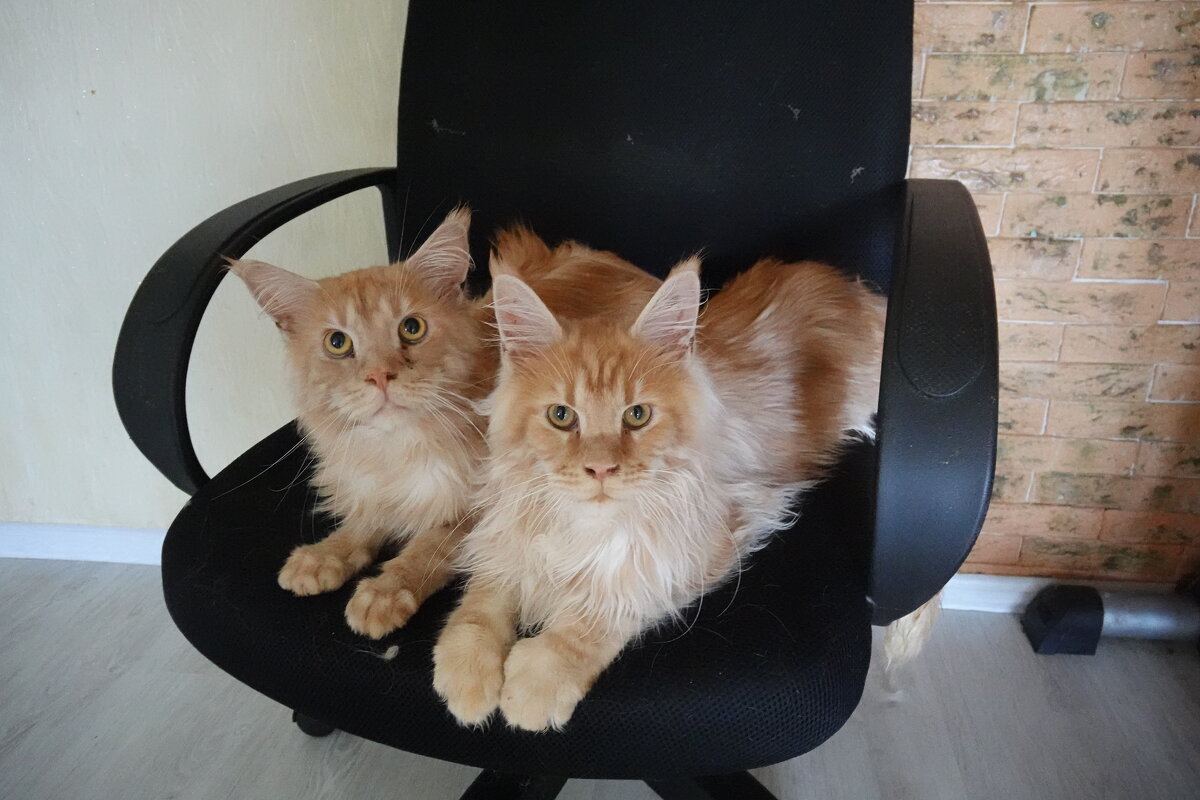 Два котобрата)) - Павел Fotoflash911 Никулочкин