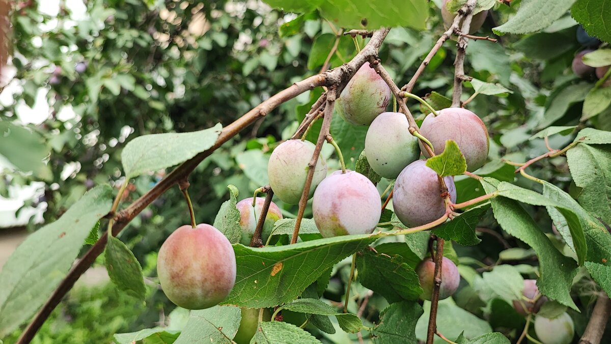 ,,, - Сергей Тимоновский