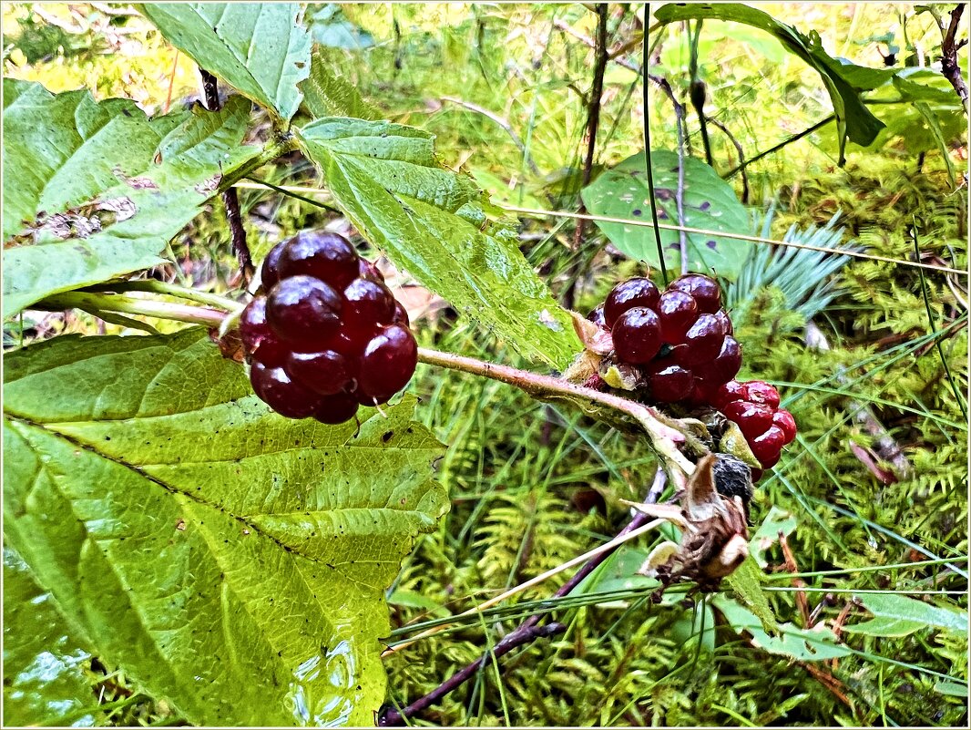 Лесная ежевика. - Валерия Комова