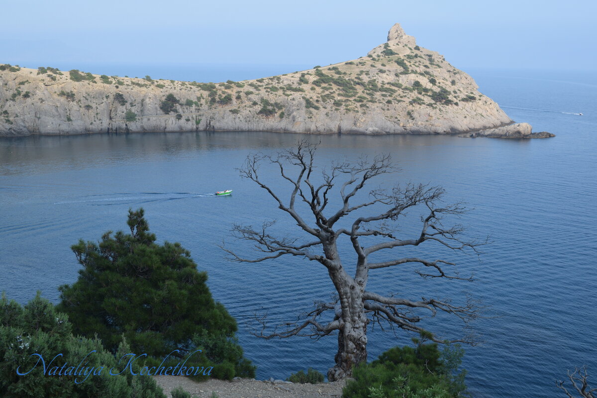 Природа Крыма - Amazing Cosmea