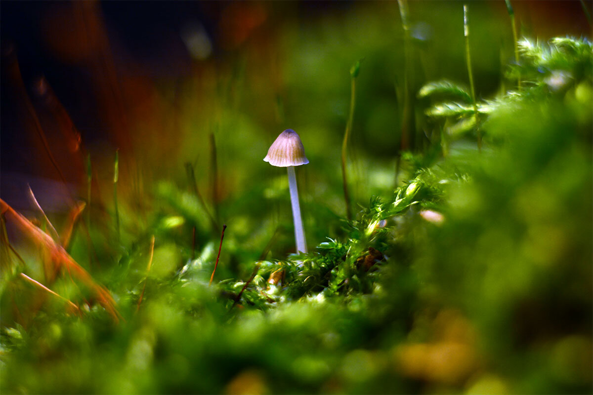 Живой мох - Геннадий Супрун Живой мох - Геннадий Супрун