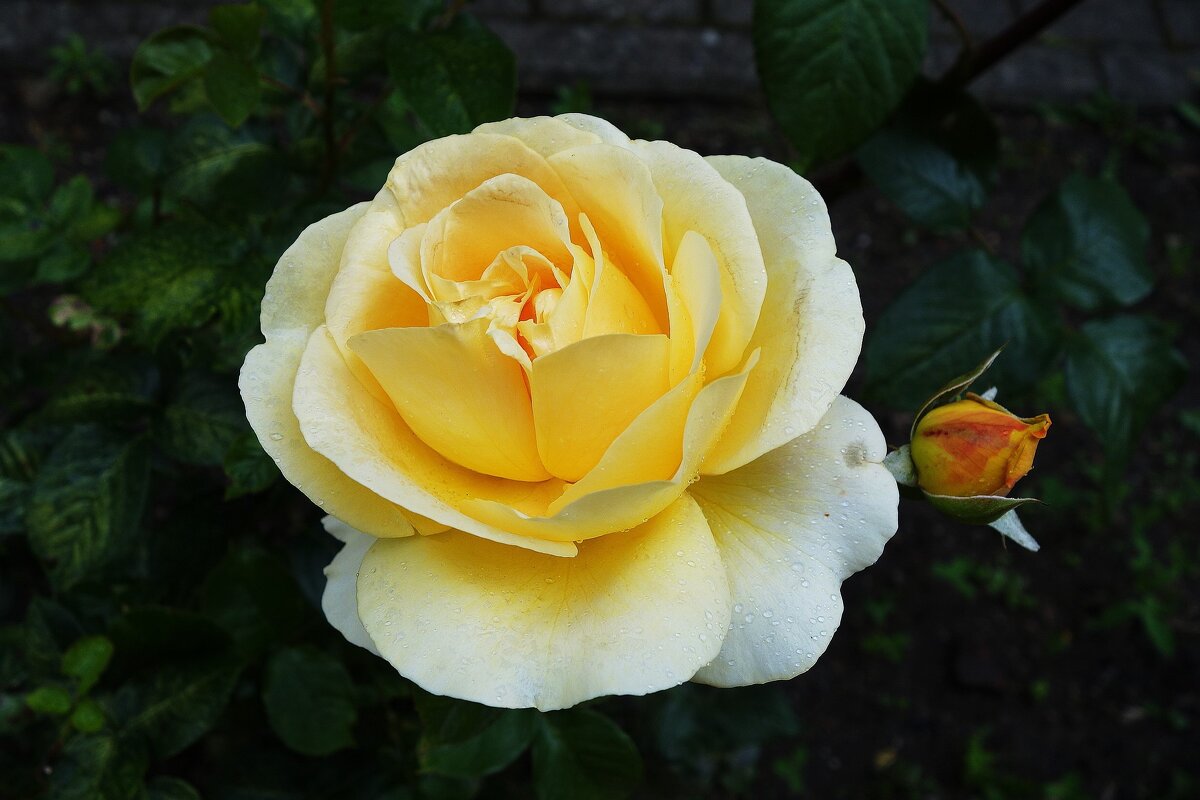 Роза - Рита Симонова Роза - Рита Симонова