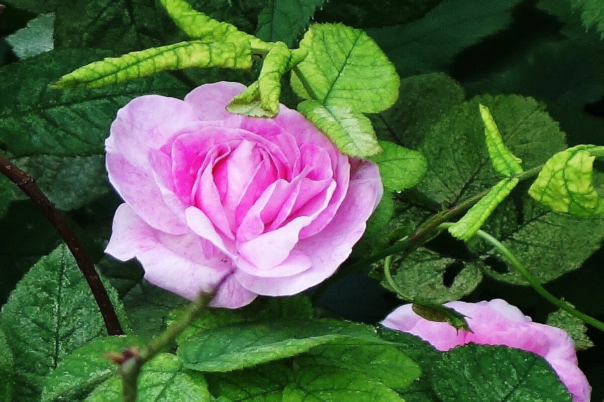 Роза - Рита Симонова