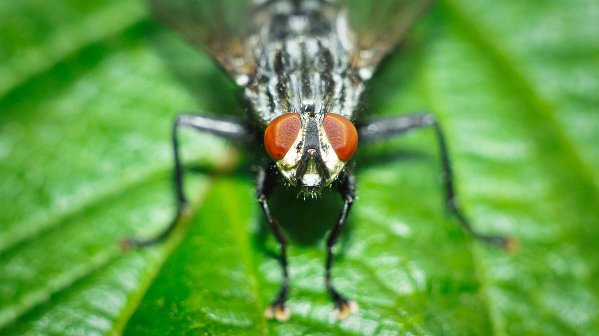 A fly on a leaf | 11 - Sergey Sonvar A fly on a leaf | 11 - Sergey Sonvar