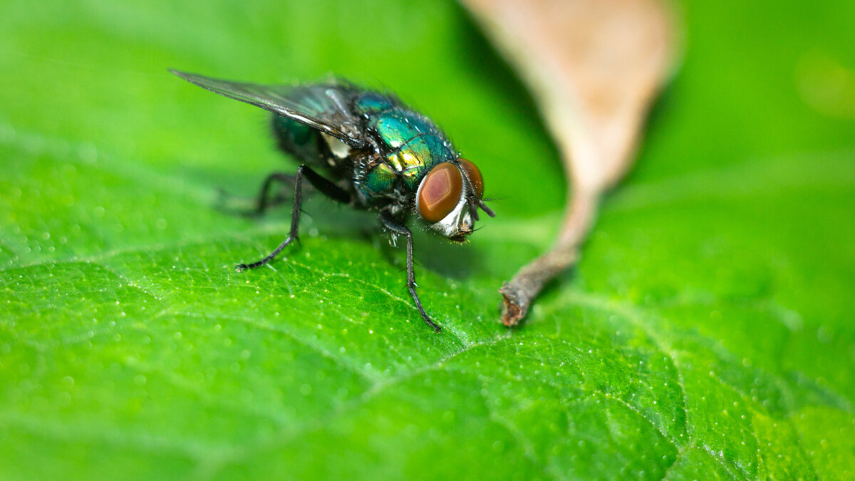 A fly on a leaf | 3 - Sergey Sonvar