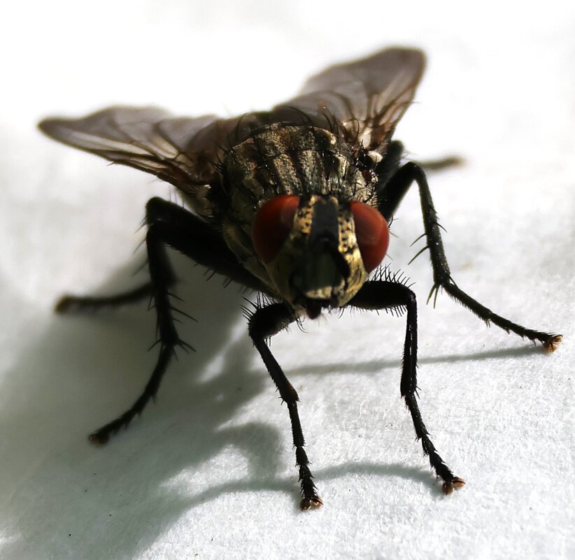 Муха -цокотуха - Павел Fotoflash911 Никулочкин