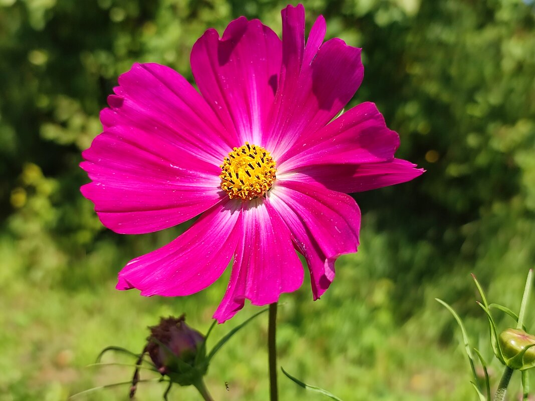 Космея - Валентина Богатко 