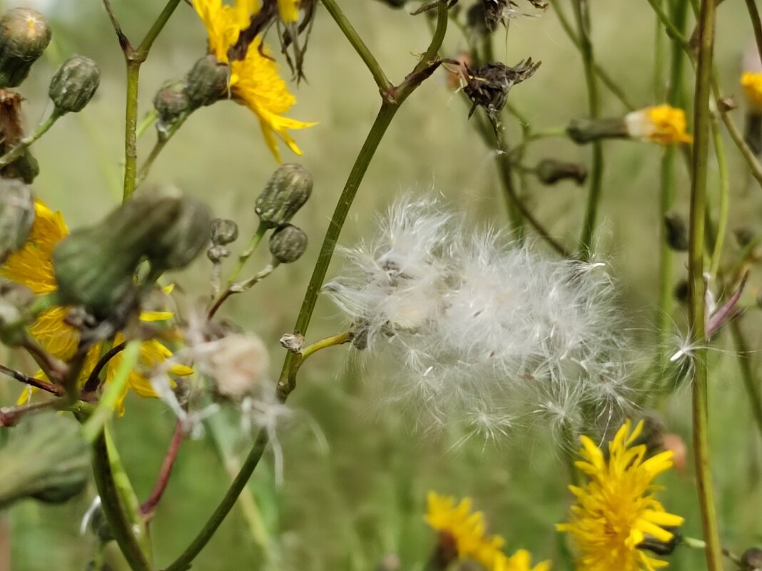 Полевые цветы - Валентина Богатко Полевые цветы - Валентина Богатко
