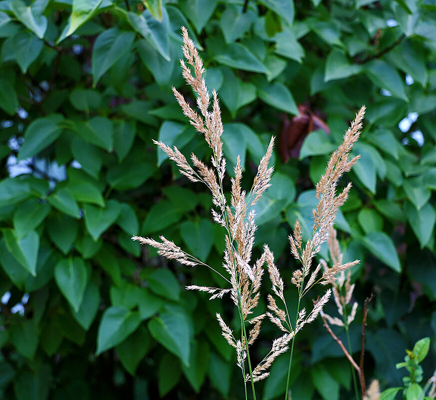 Колосок - Светлана Колосок - Светлана