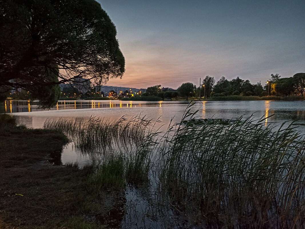 Белые ночи Санкт-Петербурга. - Лилия * Белые ночи Санкт-Петербурга. - Лилия *