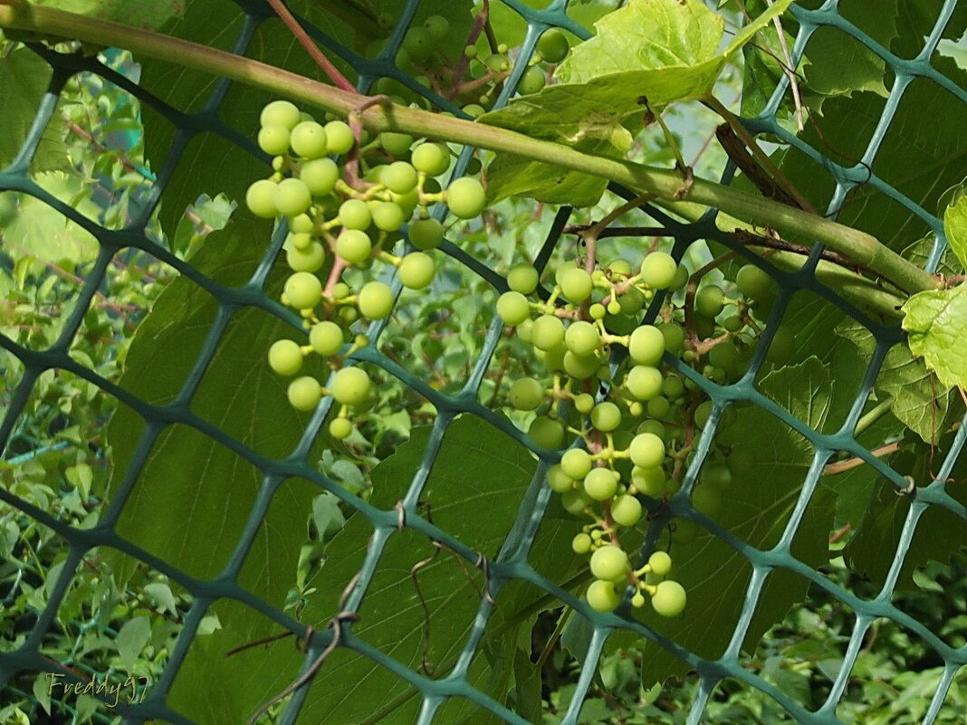 Зреет, зреет виноград, с каждым днём спелее, кто-то будет сыт и рад, кто-то не успеет… - Freddy 97 Зреет, зреет виноград, с каждым днём спелее, кто-то будет сыт и рад, кто-то не успеет… - Freddy 97