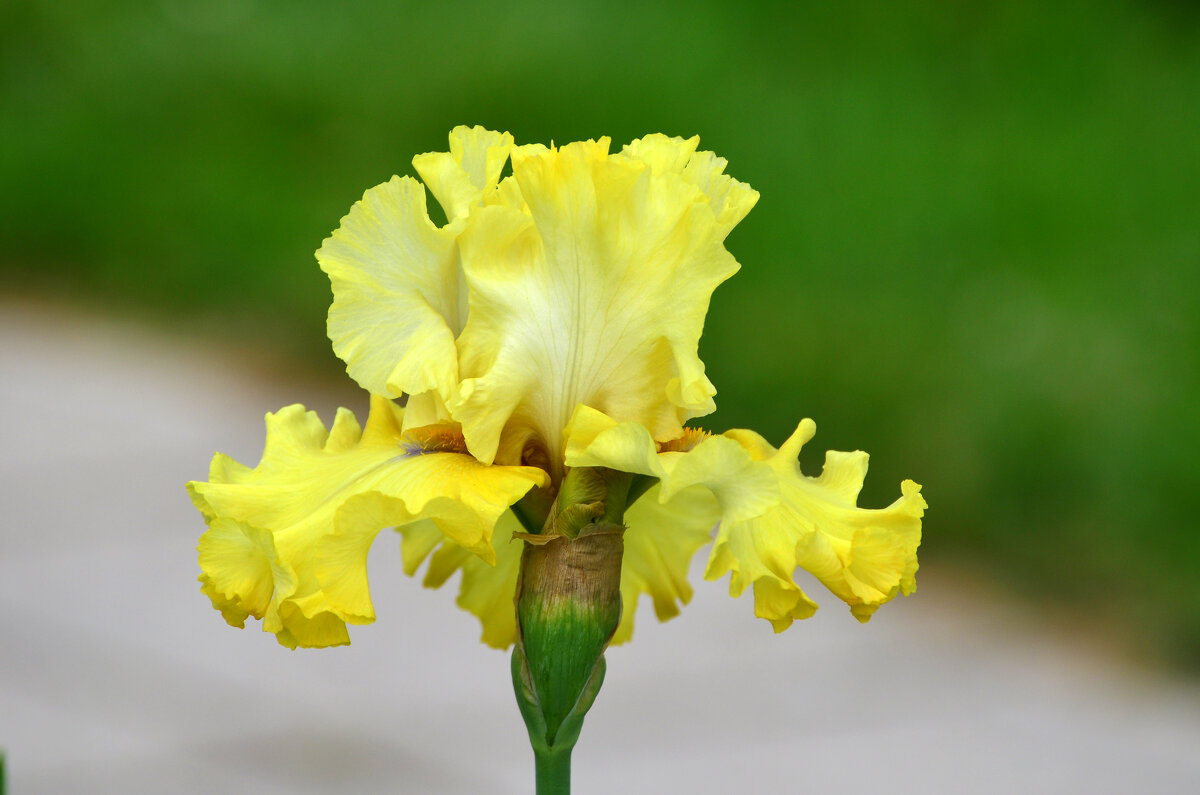 Лето в Ботаническом. Июнь. - Наташа *****