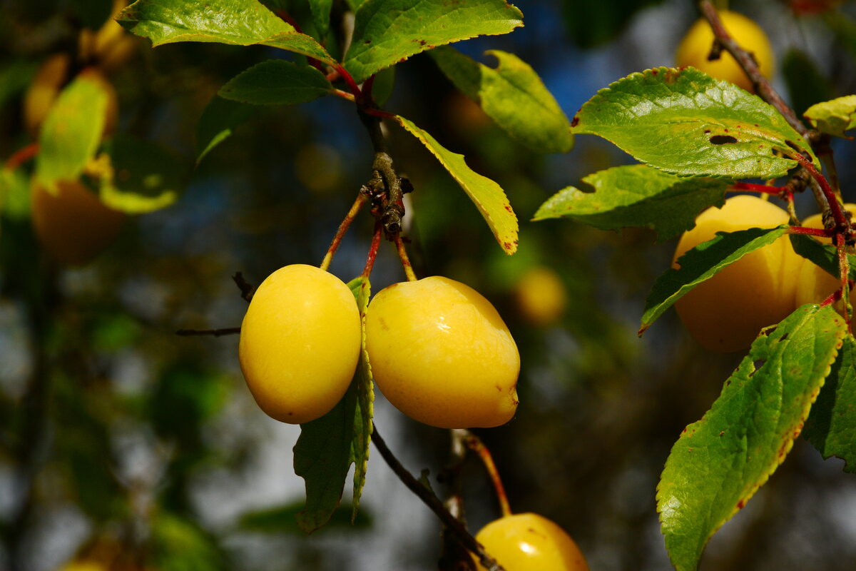 Жёлтая слива. - Михаил Колосов 