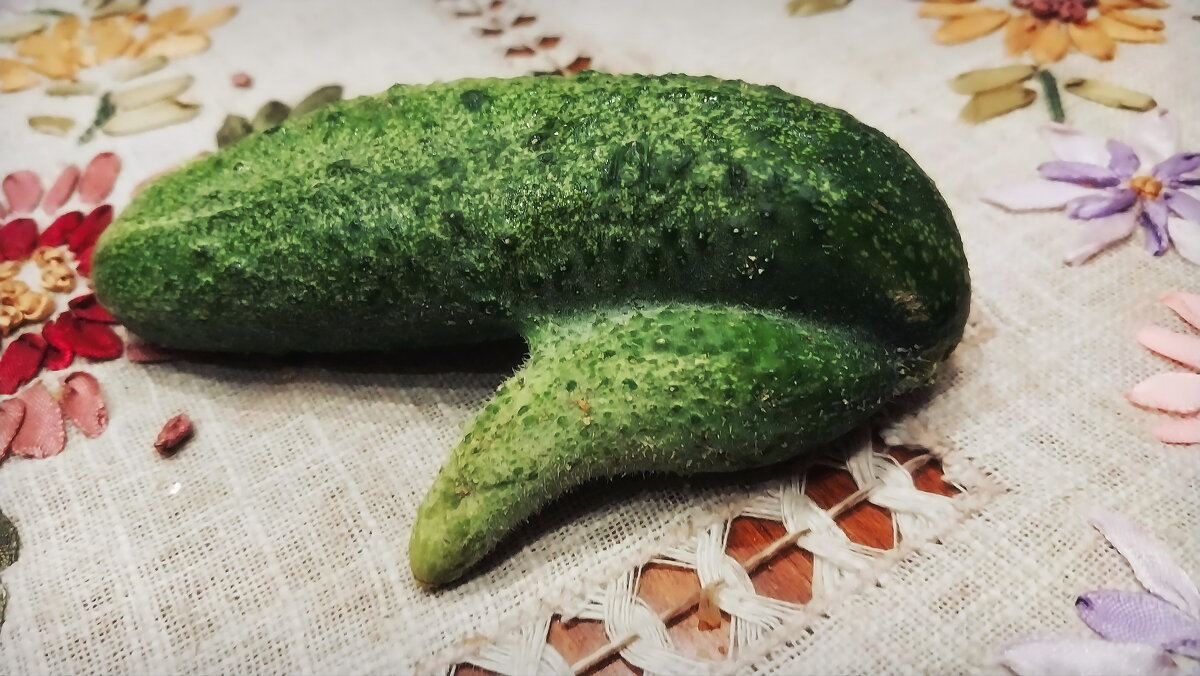 ---Nature"s jokes--- - AL Reborn 