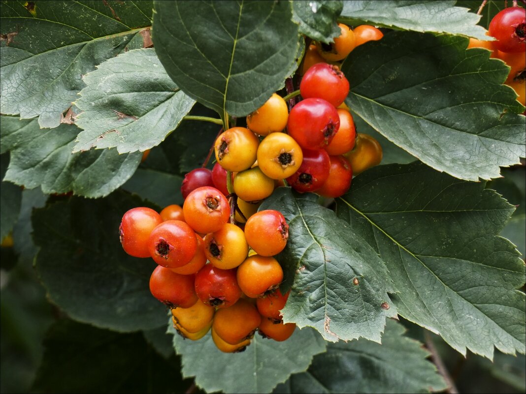 Созревает боярышник - Валентина *