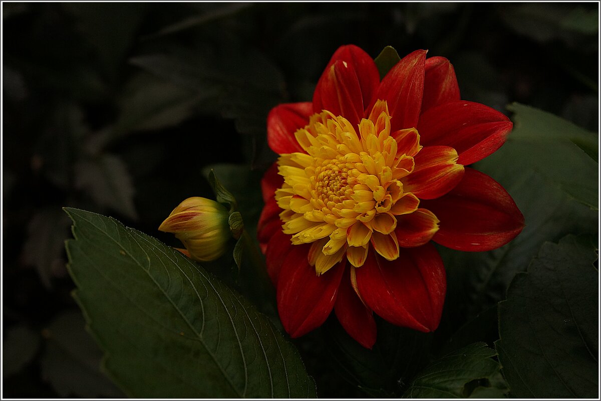 цветок - ставил 