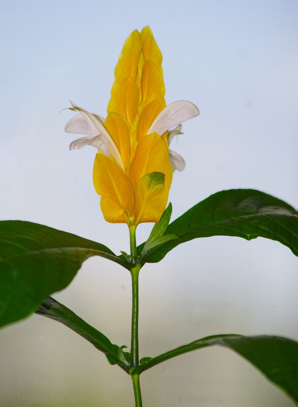 13-е сегодня... но, бывает ещё и удача ! - Юрий Куликов