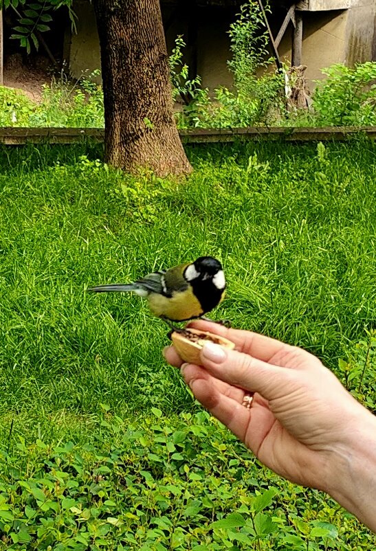 На орешке. - Александр Кондаков На орешке. - Александр Кондаков