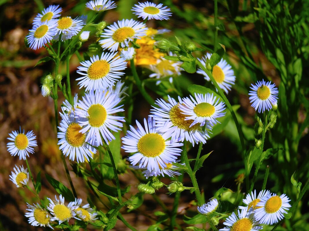 Мелколепестник - Наталья Лакомова