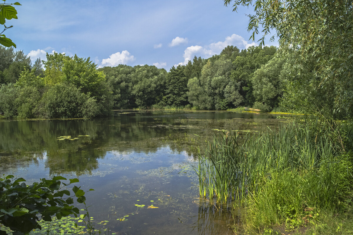 Пруд. - Сергей Фомичев