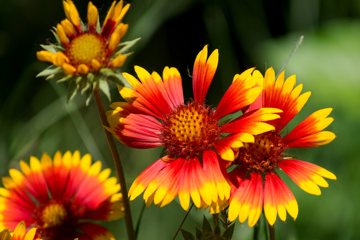 Летние картинки - IRinA*** 