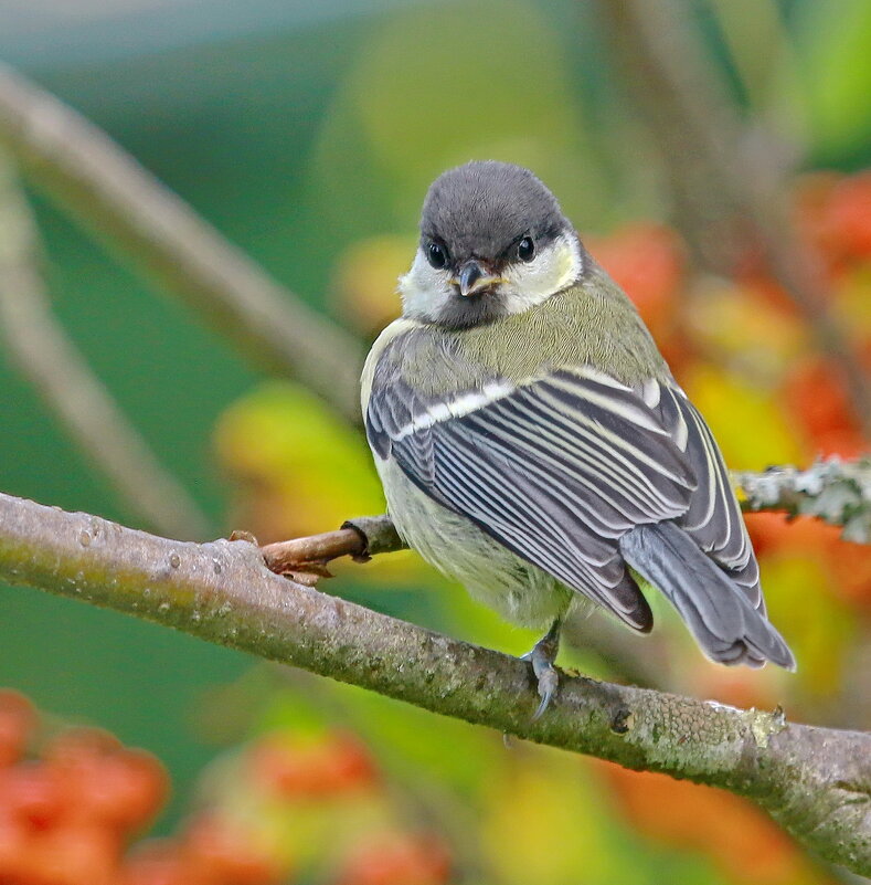 ...пока маленький  ещё... - Andrey Bragin 