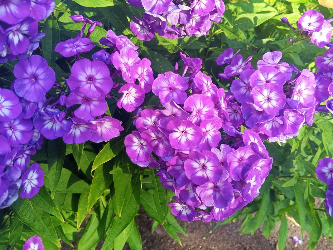 Флокс - Сапсан 