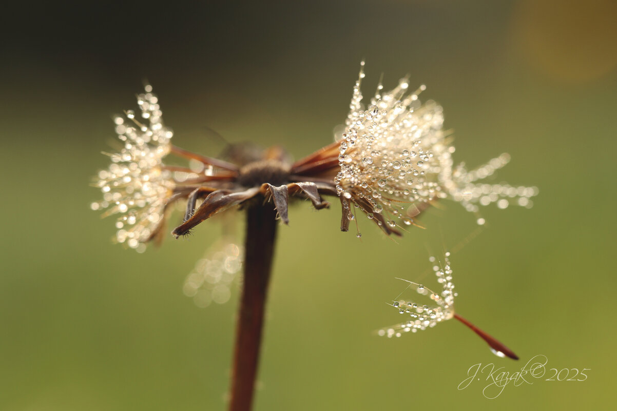 *** - Елена Kазак (selena1965) *** - Елена Kазак (selena1965)