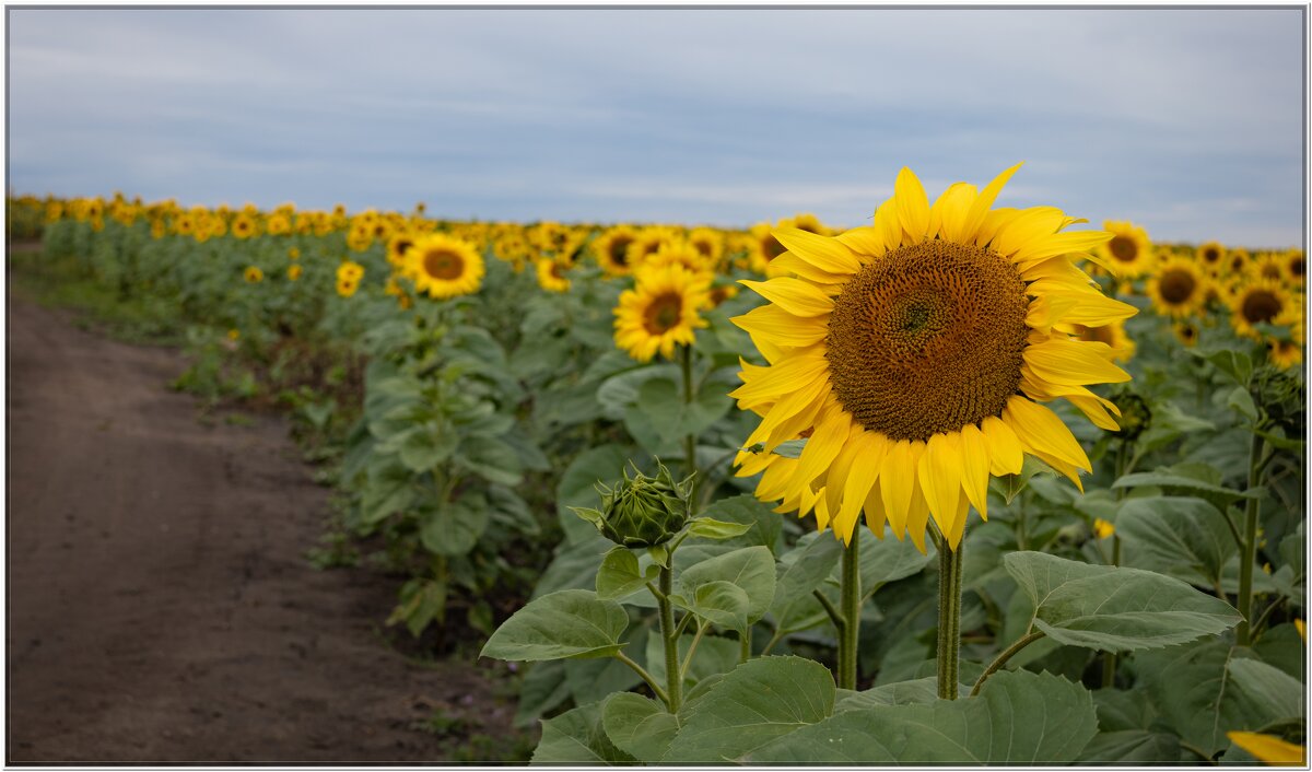 подсолнушки - Николай Иванович Щенов
