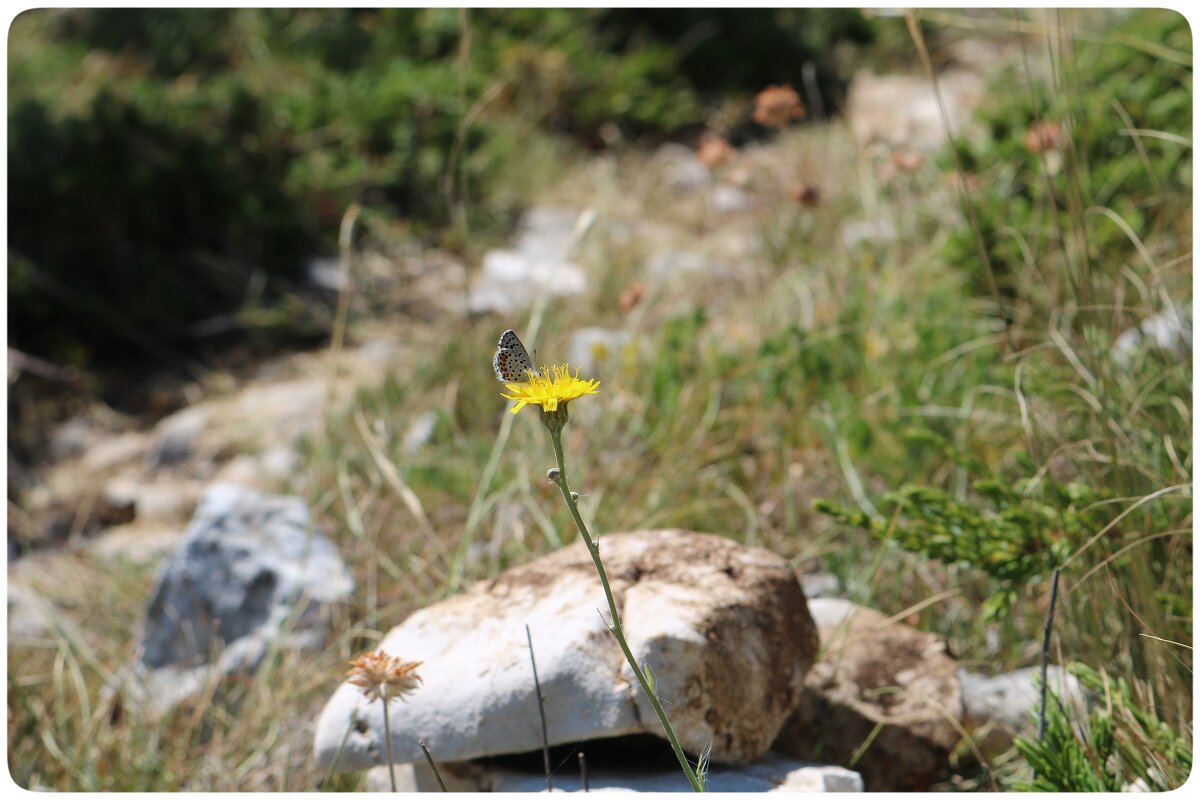 "друзья" - Светлана Баталий