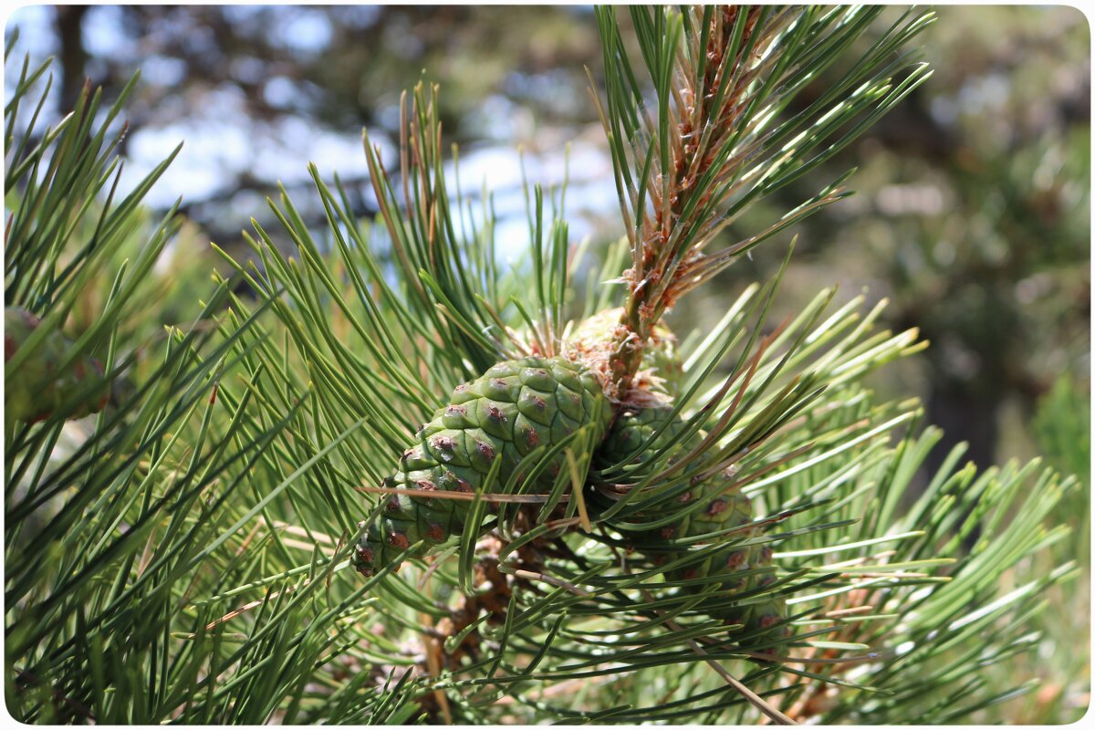 сосновые - Светлана Баталий сосновые - Светлана Баталий
