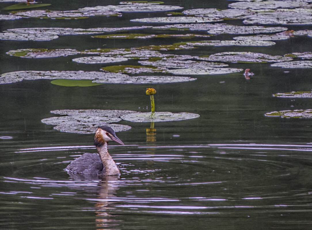 Чомга на озере - Сергей Цветков