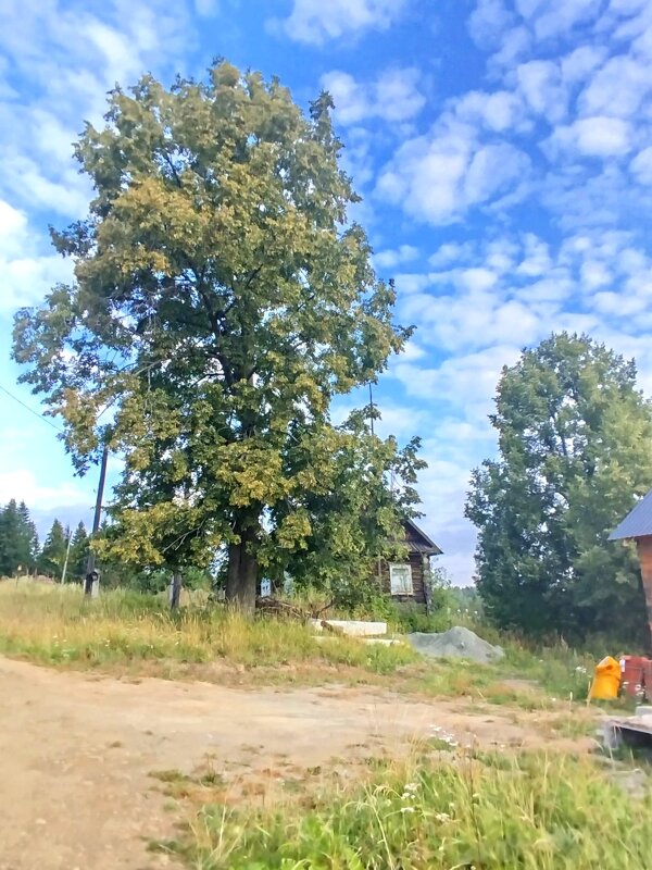 Липа - Ольга Конькова