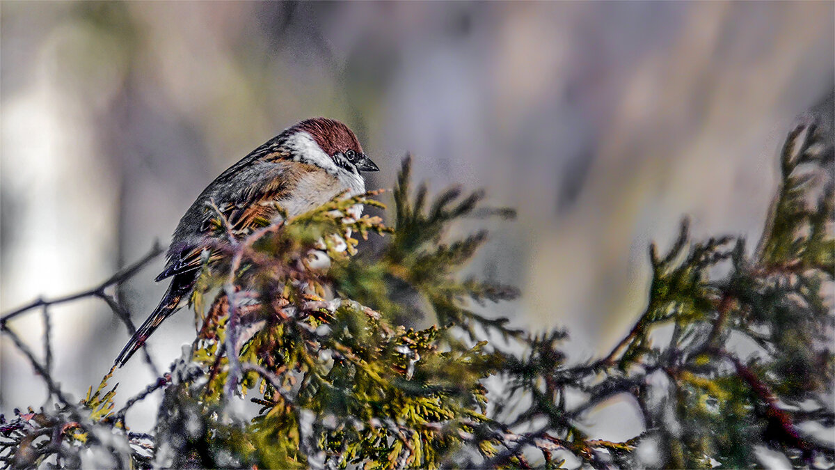 Воробушек - Alexandеr P