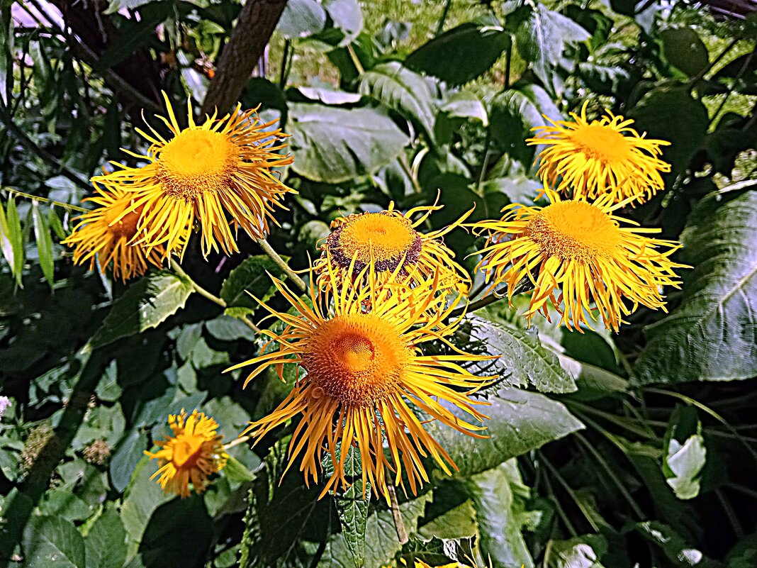 Цветы. - Владимир Драгунский