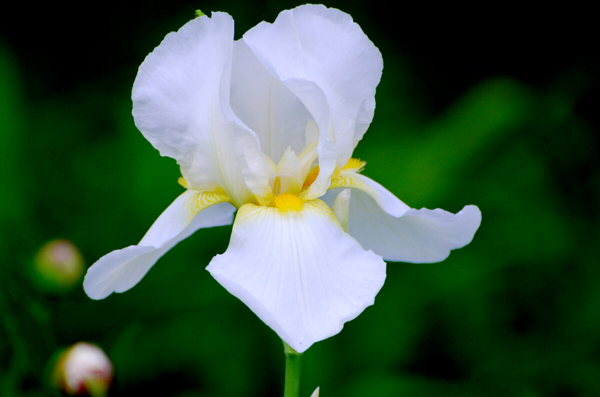 Июнь в Ботаническом... - Наташа ***** Июнь в Ботаническом... - Наташа *****