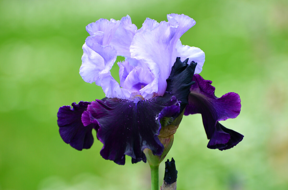 Июнь в Ботаническом... - Наташа ***** Июнь в Ботаническом... - Наташа *****