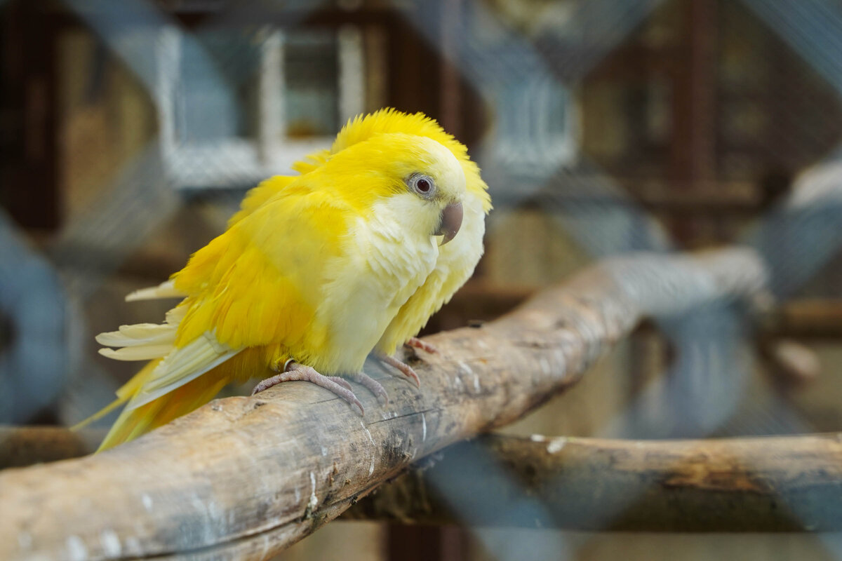 ЖЕЛТЫЕ_НАХОХЛЕЛИСЬ - Сергей Янович Микк