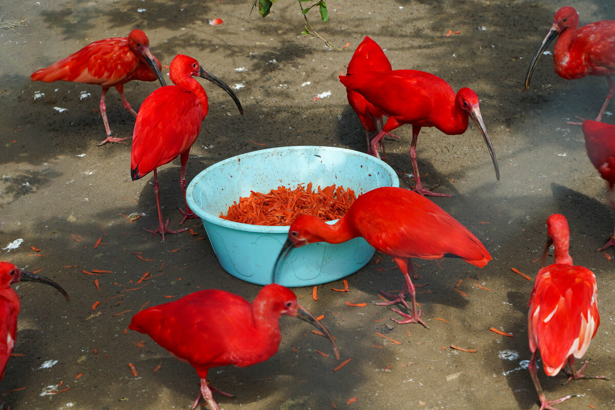 КРАСНЫЕ_ЗА_КРАСНЫМ - Сергей Янович Микк КРАСНЫЕ_ЗА_КРАСНЫМ - Сергей Янович Микк