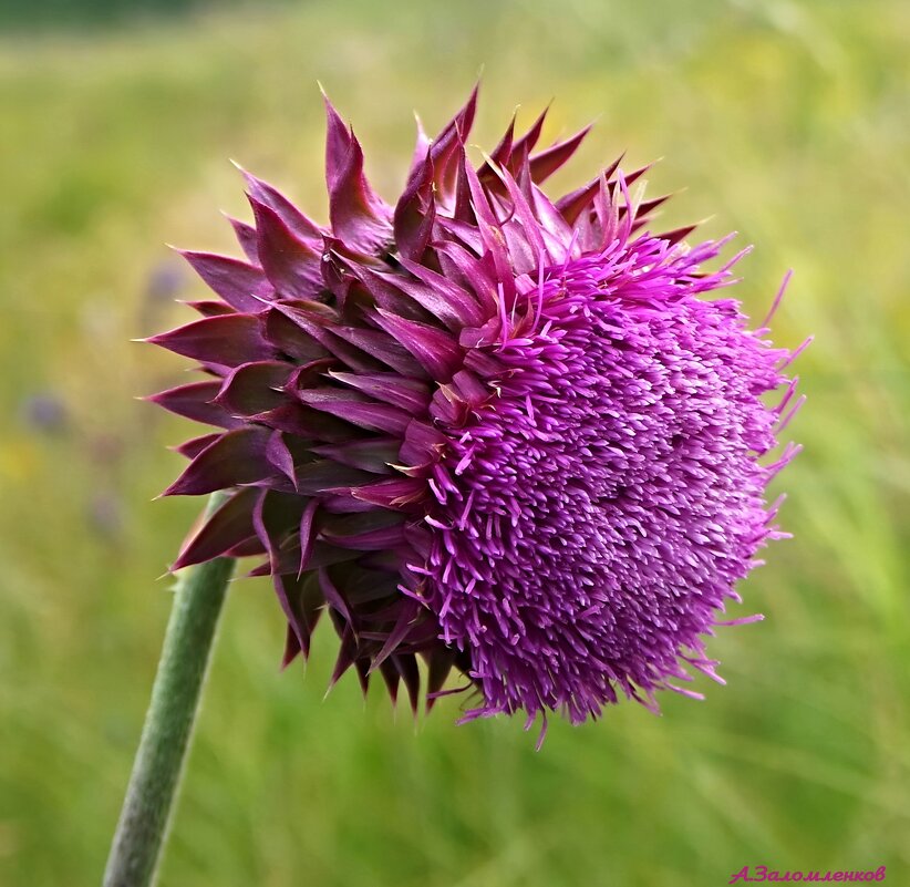И чертополох бывает красивым! - Андрей Заломленков