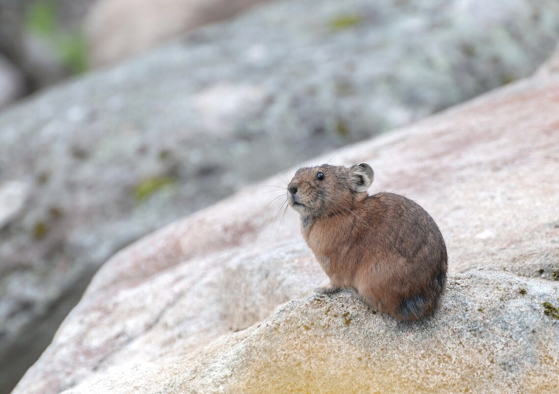 Пищуха - Марина Фомина.