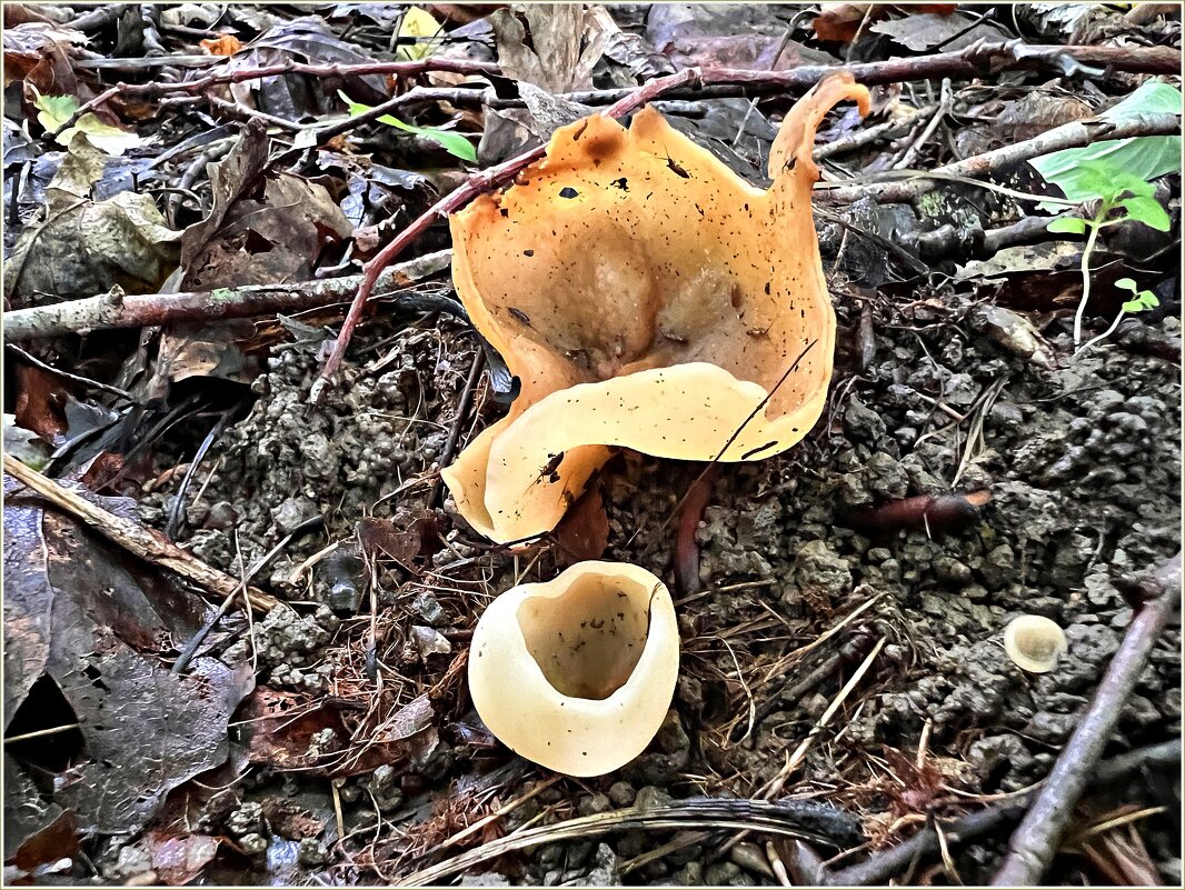 Пецица изменчивая. - Валерия Комова