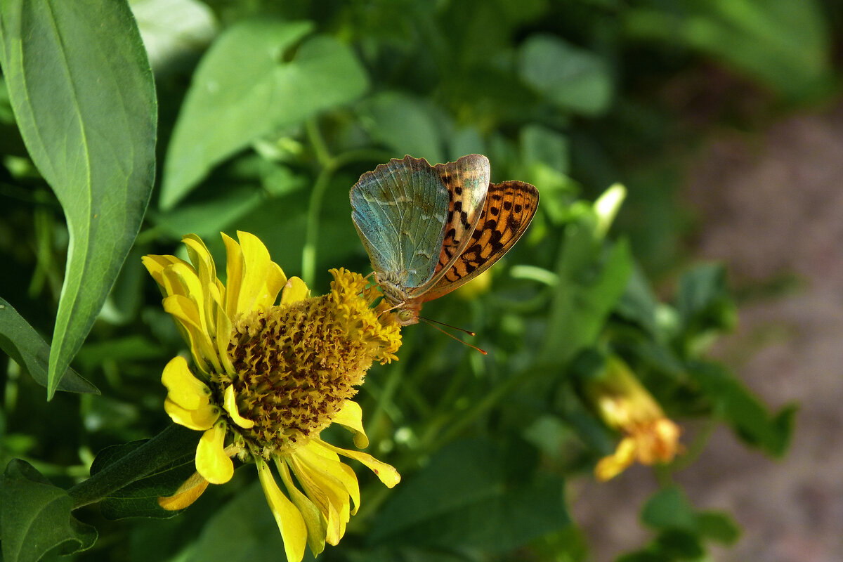 Бабочка на  цветке - Валентин Семчишин