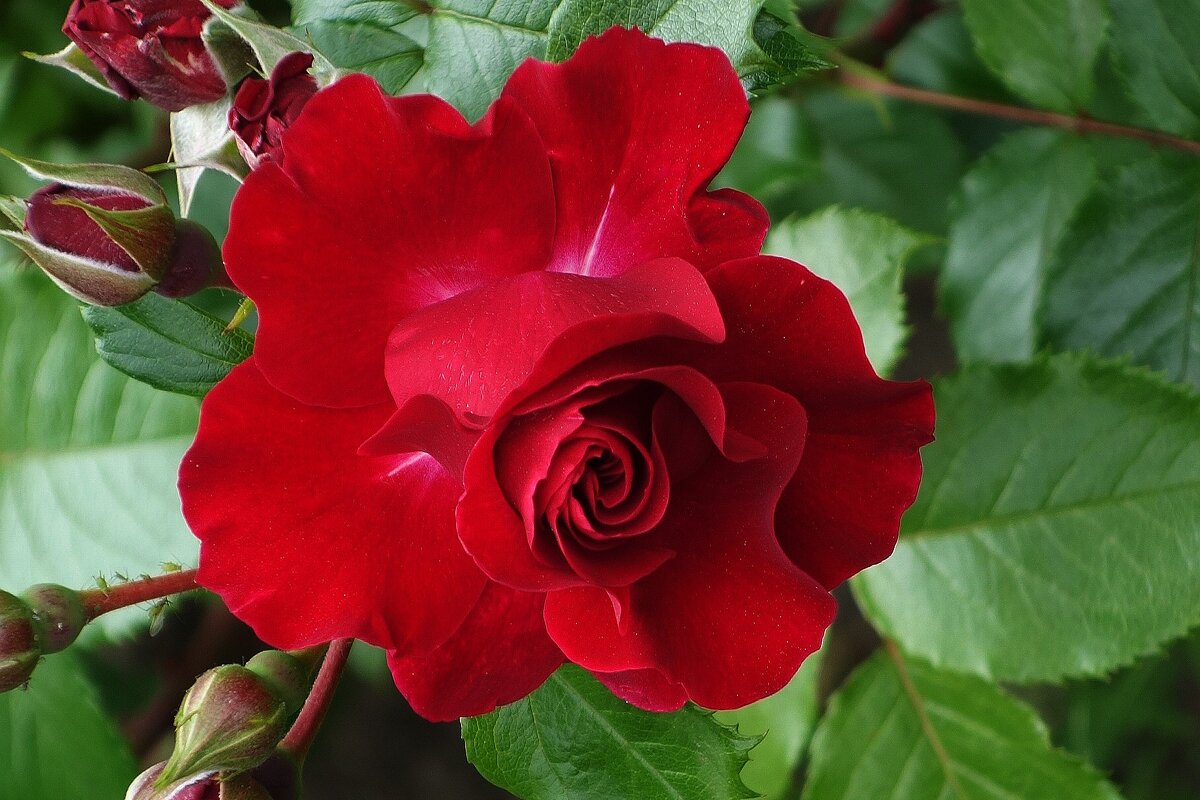 Роза - Рита Симонова Роза - Рита Симонова