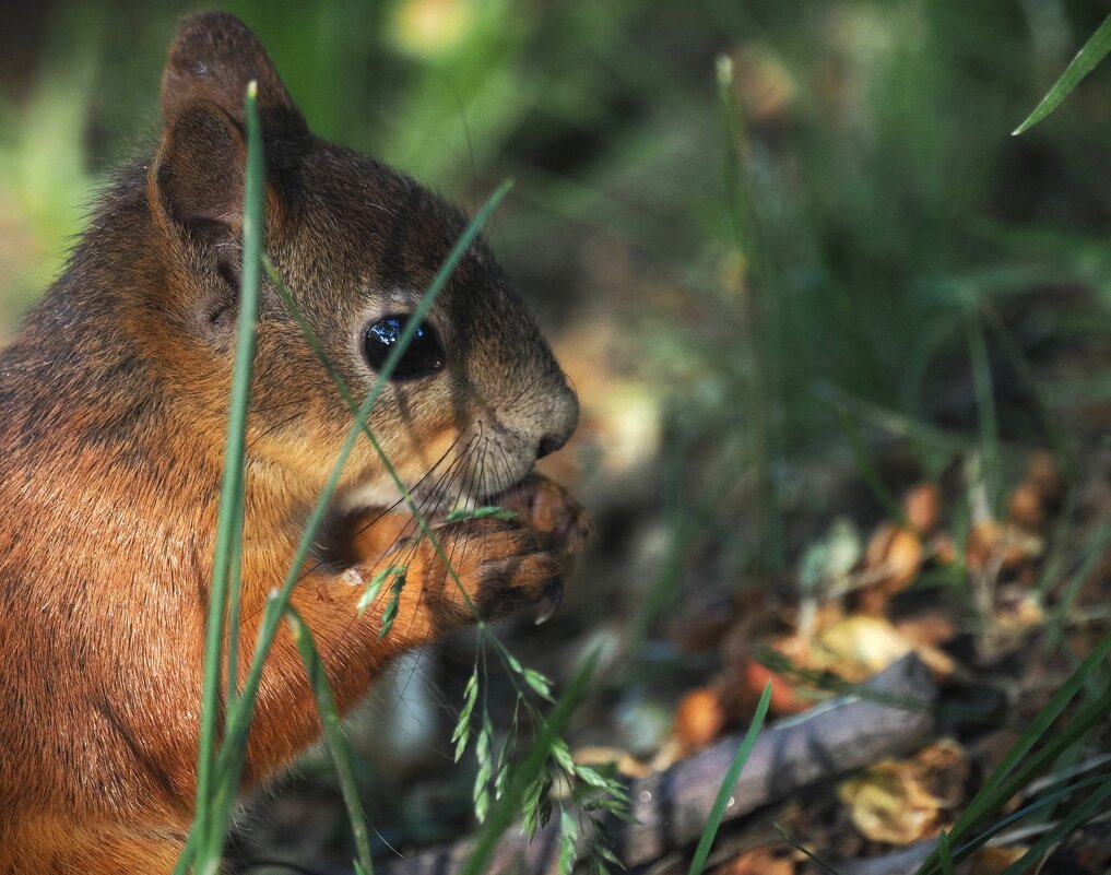 Орешек знанья тверд, но все же мы не привыкли отступать! Нам расколоть его поможет... - Магомед .