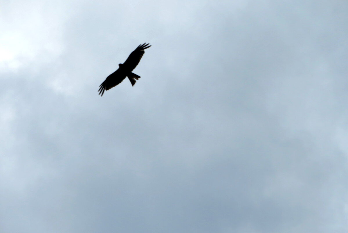 "Только стервятник, старый гриф-стервятник знает в мире что почём..." - Егор Бабанов "Только стервятник, старый гриф-стервятник знает в мире что почём..." - Егор Бабанов