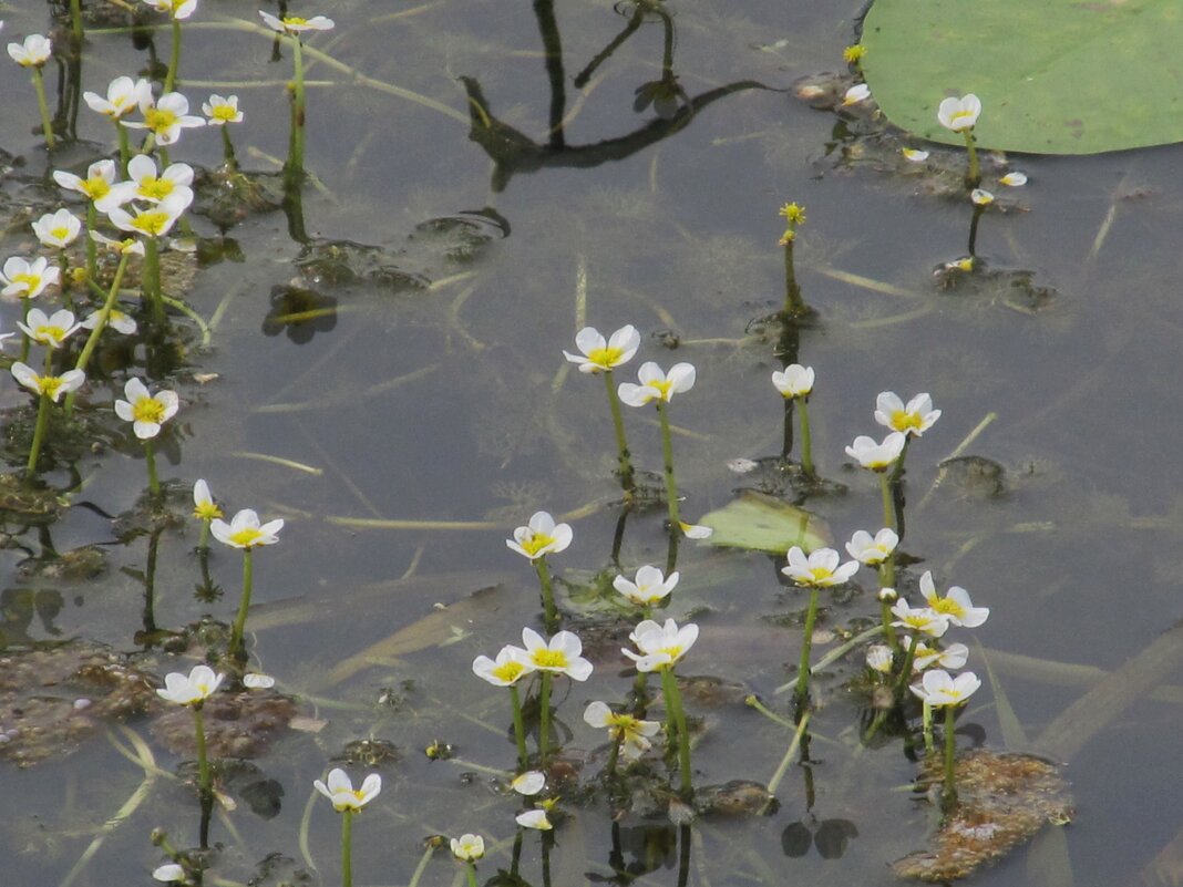водяной лютик Усманка - Елена Шаламова водяной лютик Усманка - Елена Шаламова