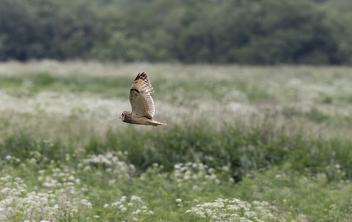 сова болотная - юрий макаров
