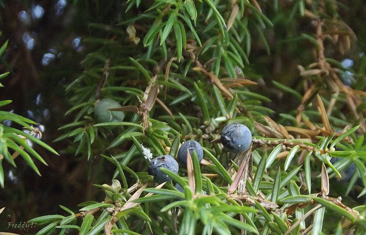 Можжевельник - Freddy 97